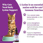 Special Breed L-Lysine for Cats & Kittens – Immune, Respiratory & Eye Health Support – Liquid Cat Supplement with Astragalus, Burdock, Atractylodes, Dangshen & Vitamins A, B1, B2, B6 – 2oz (60mL)