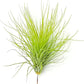 Air Plants - Tillandsia Andreana, Large 4-6" - 1ct - Live Arrival Gauranteed - House Plants for Home Decor & Gift