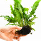 Java Fern Live Aquarium Plants – Windelov, Narrow Leaf & More– Easy Aquascaping Plants for Freshwater Tanks, Low Light, No CO₂ (Java Fern Lionfish on Nutripad)