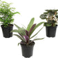 Essential Houseplant Collection (3PK) Live Plants Indoor Plants Live Houseplants in Plant Pots, Easy House Plants Indoors Live, Snake Plant, Pothos in Potting Soil, Clean Air Plants by Plants for Pets