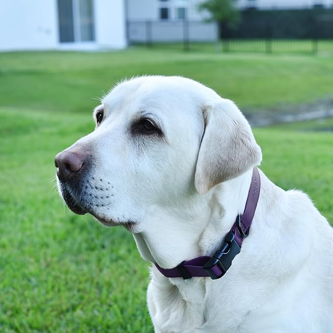 Dogline Biothane Waterproof Dog Collar with Quick Release Buckle Strong Coated Nylon Webbing with Odor- Proof for Easy Care Easy to Clean Fits Small Medium Large Dogs, Purple 5/8" W 9-14" L