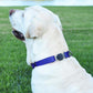 Dogline Biothane Waterproof Dog Collar with Herm Sprenger Stainless Steel Quick Release Buckle – Heavy Duty Tactical Durable Collar for Dogs – Comfortable and Safe Pet Collar W 1" L 15-25" Blueberry