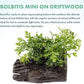 Live Planted Decor - Mini Bolbitis on Driftwood - Foreground to Midground Epiphytic Fern for Aquascaping, Aquarium Decor - Small