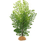 JIHAQUA Lifelike Reptile Tank Plant Decor - Realistic Artificial Plastic Plant for Terrariums and Pet Enclosures (Style A)