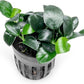 Anubias Live Aquarium Plants - Potted Freshwater Plant for Fish Tanks, Terrariums - Beginner Friendly Low Light (Barteri Petite Round, 1 Pot)