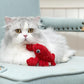 Interactive Catnip Cat Plush Toy, Ocean Theme, 5'', for All Breed Size Cats (Lobster)