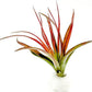 Air Plants - Tillandsia Brachycaulos Abdita, Large 4-6" - 5 ct - Live Arrival Guaranteed - House Plants for Home Decor & Gift