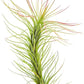Air Plants - Tillandsia Funckiana, Large 5" - 1ct - Live Arrival Guaranteed - House Plants for Home Decor & Gift