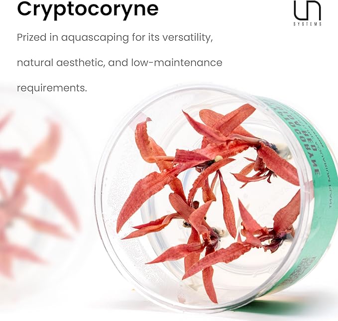 Ultum Nature Systems Cryptocoryne Lucens Tissue Culture Live Plant for Aquarium, Aquascape, Freshwater Fish Tanks - 100% Snail Free in Vitro