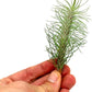 Air Plants - Colombian Tillandsia Funckiana, Large 5" - 2ct - Live Arrival Guaranteed - House Plants for Home Decor & Gift