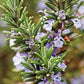 Aromatics International Rosemary Hydrosol 100ml | Herbal Aromatic Mist for Home Spaces