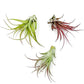 Air Plants - Tillandsia Brachycaulos Multiflora, Jumbo 5-7" - 3 ct - Live Arrival Guaranteed - House Plants for Home Decor & Gift