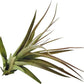 Air Plants - Tillandsia Brachycaulos Multiflora, Jumbo 5-7" - 1 ct - Live Arrival Guaranteed - House Plants for Home Decor & Gift