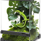 Mini Reptile Glass Terrarium 8"x8"x12" Durable Reptile Habitat Tank with Heat Resistant Aluminum Alloy Frame, Single Swinging Doors for no Jam by Sand and Other Debris