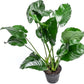 Anubias Live Aquarium Plants - Potted Freshwater Plant for Fish Tanks, Terrariums - Beginner Friendly Low Light (Barteri Broad Leaf, Mother Plant)