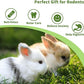 Fhiny Rabbit Chew Toys, 6 PCS 3.9" Natural Papaya Wood Chew Sticks Guinea Pig Treats for Dental Care Bunny Treats for Rabbits Small Pet Molar Snacks for Bunny Guinea Pig Chinchilla Hamster Gerbil