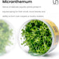 Ultum Nature Systems Micranthemum Monte Carlo Tissue Culture Live Plant for Aquarium, Aquascape, Freshwater Planted Fish Tanks - 100% Snail Free in Vitro