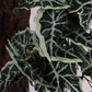 Reptile Plants for Terrarium, Amphibian Habitat Decor Artificial Hanging Plants with Suction Cup - Fake Alocasia Black Velvet