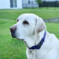 Dogline Biothane Waterproof Dog Collar with Quick Release Buckle Strong Coated Nylon Webbing with Odor- Proof for Easy Care Easy to Clean Fits Small Medium or Large Dogs, Royal Blue 1" W 15-23" L