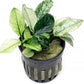 Anubias Live Aquarium Plants - Potted Freshwater Plant for Fish Tanks, Terrariums - Beginner Friendly Low Light (Nana Pinto, 1 Pot)