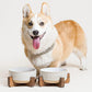 Ceramic Dog Bowls for Medium Small Dogs - 4 Cup Medium Dog Food and Water Bowls with Wood Stand, Cute Pet Dishes Set of 2, Lines+Dot