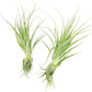 Live Air Plant - Tillandsia Gardneri 5-7” - 2ct - ragnaroc Rare Collectors Indoor Tropical Plant - Live Arrival Guaranteed - House Plants for Home Decor & Gift