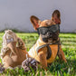 QUMY Dog Goggles UV Protection for Small to Medium Breed, Dog Sunglasses Windproof Anti-Fog Dustproof Snowproof, Puppy Glasses for Outdoor Riding Driving with Comfortable Frame Adjustable Straps