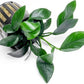 Anubias Live Aquarium Plants - Potted Freshwater Plant for Fish Tanks, Terrariums - Beginner Friendly Low Light (Spear Leaf, 3 Pots)