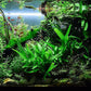 Java Fern Live Aquarium Plants - Potted Freshwater Plant for Fish Tanks - Beginner Friendly, Low Light (Java Fern, 5 Pots)