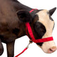 XUANNIAO Easily Adjustable Figure 8 Cow Halter, Double-Ply Premium Livestock Cattle Halters, Colorful Cow Utility Calf Halter with Leading Rope for Miniature Horse Donkey Goat Foal (Medium, Red)