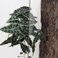 Reptile Plants for Terrarium, Amphibian Habitat Decor Artificial Hanging Plants with Suction Cup - Fake Alocasia Black Velvet