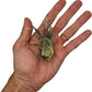 Air Plants - Tillandsia Pruinosa, Large 3-5" - 1ct - Live Arrival Guaranteed - House Plants for Home Decor & Gift