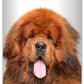 The Blissful Dog Tibetan Mastiff Nose Butter for Dry, Cracked Skin, Lick-Safe Dog Nose Balm with Moisturizing Shea Butter, Almond, Olive, and Essential Oils, Pet Supplies, Uncented, 0.50 oz.