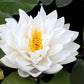 Live Hardy Water Lily Tubers Rhizomes Bulb Seed Nymphaea Aquatic Pond Plants Water Gardens Pre-Grown Flower in White Pink Red Yellow Orange Blue Purple (1, 3 Pk Hardy Lily Mix)