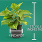 Essential Houseplant Collection (3PK) Live Plants Indoor Plants Live Houseplants in Plant Pots, Easy House Plants Indoors Live, Snake Plant, Pothos in Potting Soil, Clean Air Plants by Plants for Pets