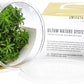 Ultum Nature Systems Downoi Pogostemon Helferi Tissue Culture Live Plant for Aquarium, Aquascape, Freshwater Fish Tanks - 100% Snail Free in Vitro