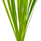 Live Plant - Tall Grass, Red Jungle Vallisneria (Vallisneria gigantea 'Rubra') - Easy Care, Moderate to High Light, Reddish Green, Background - Lead Bunch, 4 Pack