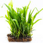 Java Fern Live Aquarium Plants – Windelov, Narrow Leaf & More– Easy Aquascaping Plants for Freshwater Tanks, Low Light, No CO₂ (Java Fern Narrow Leaf Mat)