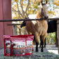 Flix 9 lb, 100% Flaxseed Healthy Treats for Horses, High in Omega-3
