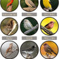 Valley Farms White Millet Wild Bird Seed (5LB) for Outside feeders, White proso Millet, Bird Watcher Secret Wild Bird Food to Attract Colorful Painted Buntings in Southern USA