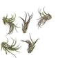 Air Plants - Tillandsia Pruinosa, Large 3-5" - 5ct - Live Arrival Guaranteed - House Plants for Home Decor & Gift