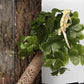 Reptile Plants for Terrarium, Amphibian Habitat Decor Artificial Hanging Plants with Suction Cup - Fake Shamrock