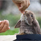 Chinchilla Food, Papaya Grains Small Animal Treats - 10 oz, Suitable for Rabbit Treats, Sugar Glider Food, Herbivores