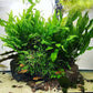Java Fern Live Aquarium Plants - Freshwater Plant for Fish Tanks - Beginner Friendly, Low Light (Java Fern, Bare Root (1 Piece))