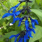 Black and Blue Salvia Guaranitica – Live Perennial Plant 3" Pot – Hummingbirds