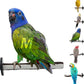 Superoost Manzanita Pumice Pedicure Perch- Easy to Install Bird Cage Accessories for Healthy Feet, Nails and Beak - Natural Bird Perches Imitates Birds' Life in The Wild - M 10"
