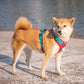 PHOEPET No Pull Dog Harness, Unique Colors Reflective Adjustable Dog Vest, with Soft Training Handle Metal Clips for Small Medium Large Dogs (Red Base & Teal Straps,L)