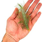 Air Plants - Colombian Tillandsia Funckiana, Large 5" - 3ct - Live Arrival Guaranteed - House Plants for Home Decor & Gift