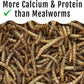 Grub Fuel Black Soldier Fly Larvae for Chickens - Nutrient-Packed BSFL, Sustainably Sourced Snack for Poultry, Rich in Protein, Calcium, Fiber, Essential Fatty Acids, USA Grown (1LB)