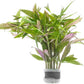 Live Aquarium Stem Plants - Freshwater Aquatic Plant for Fish Tanks, Aquascaping - (Limnophila Aromatica, 1 Bunch)